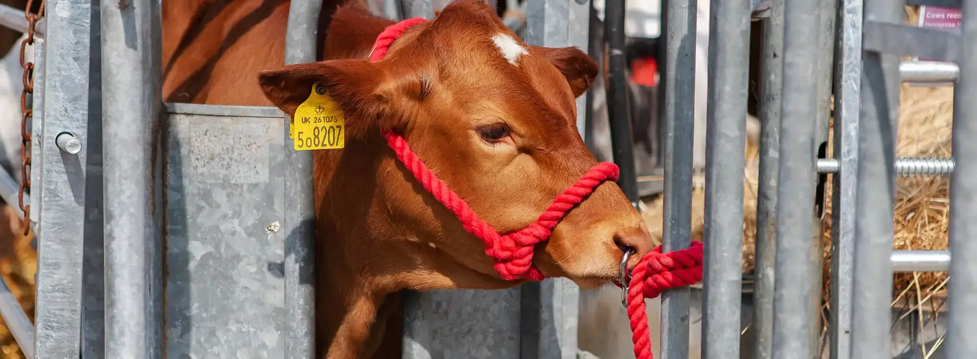 A cow at the farm at Kent College Canterbury