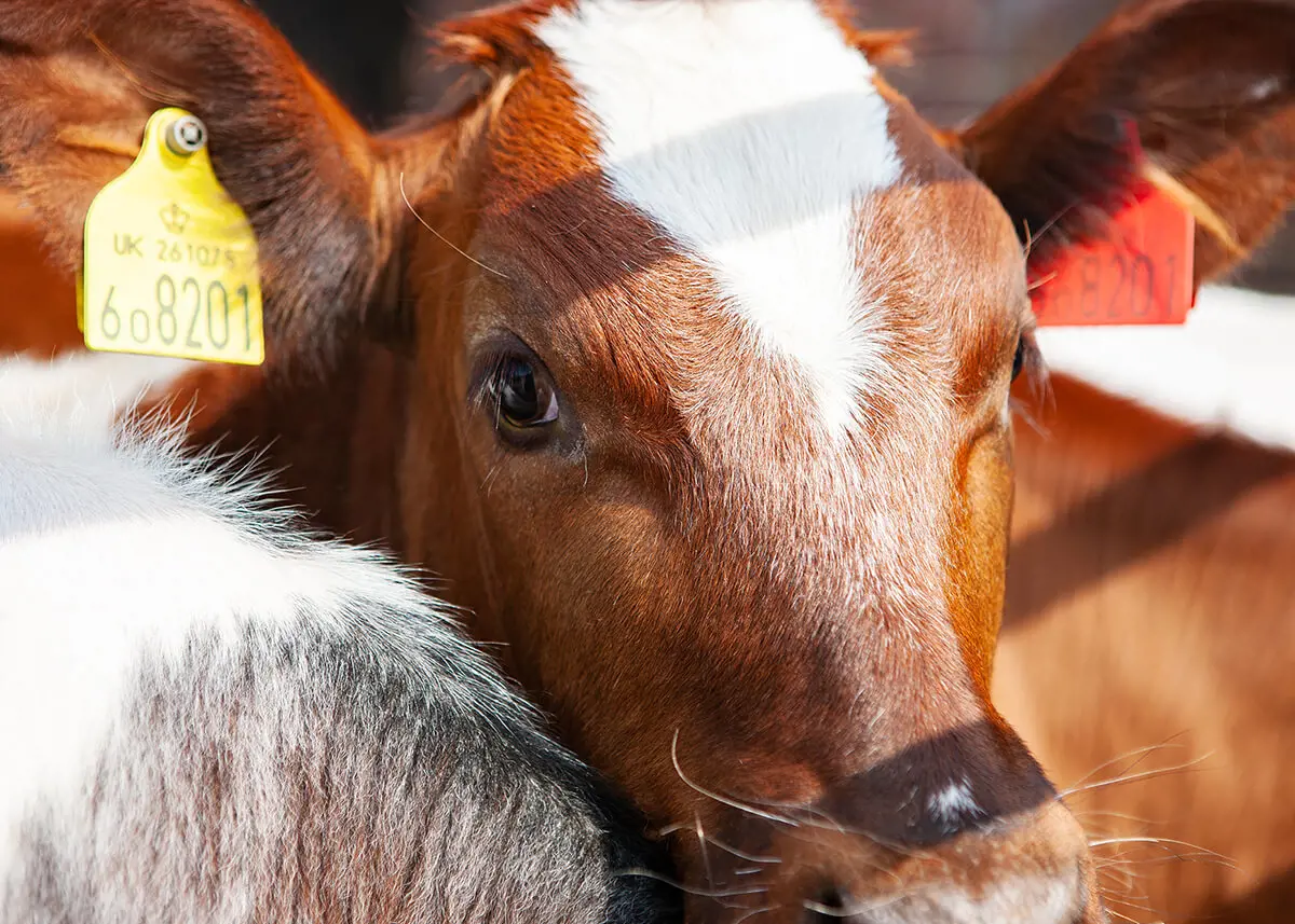 The Farm is one of the most prized assets at Kent College Canterbury